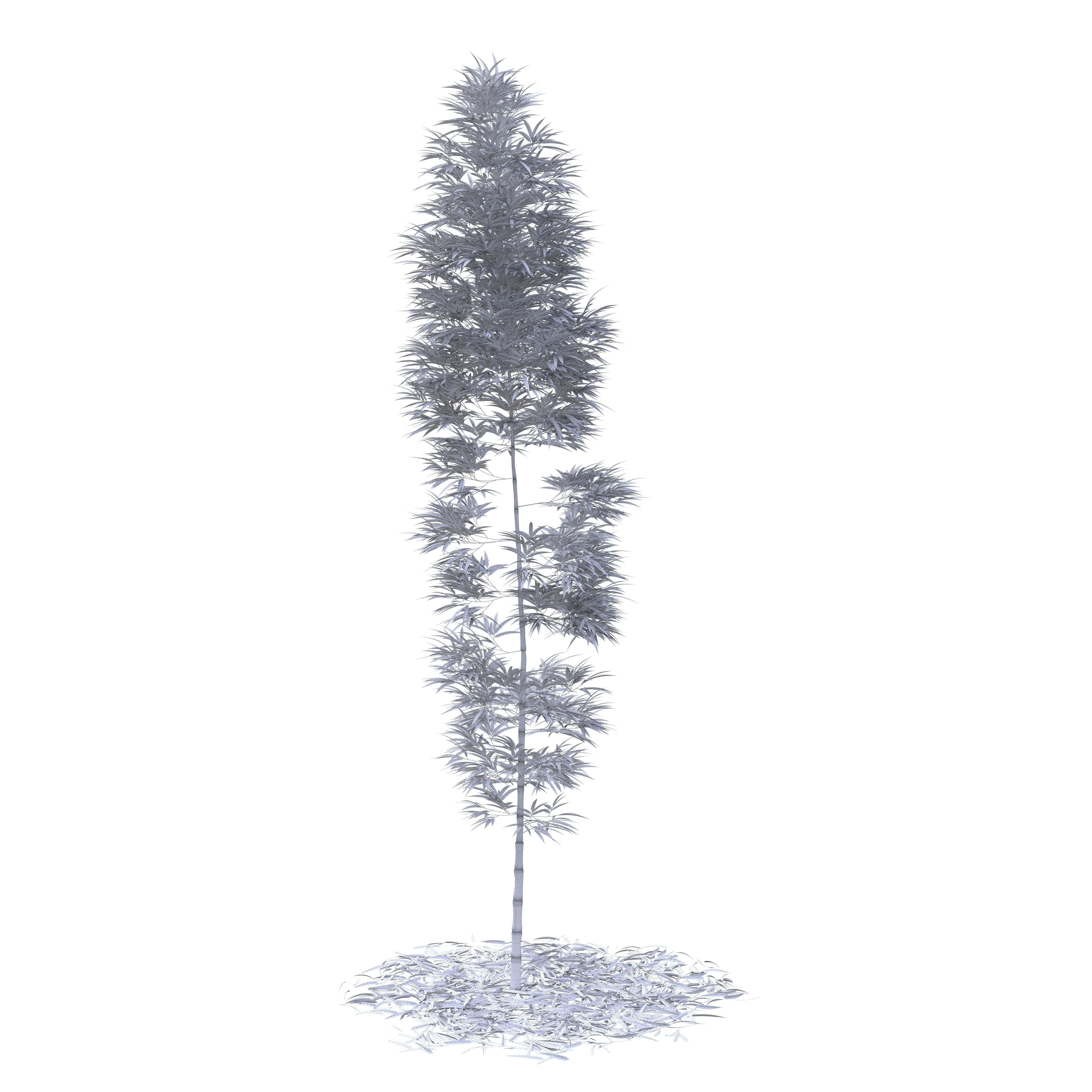 Bamboo Phyllostachys Aurea 5m 3D model_43