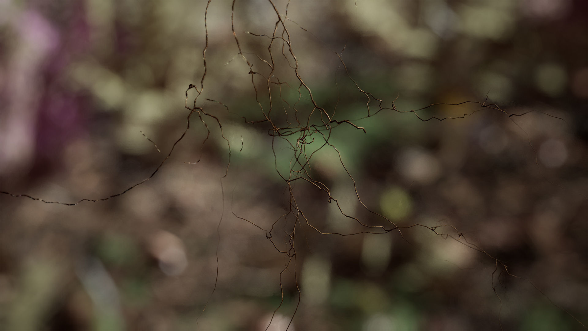 Ground Plants 21 Assets Low-poly 3D model_2