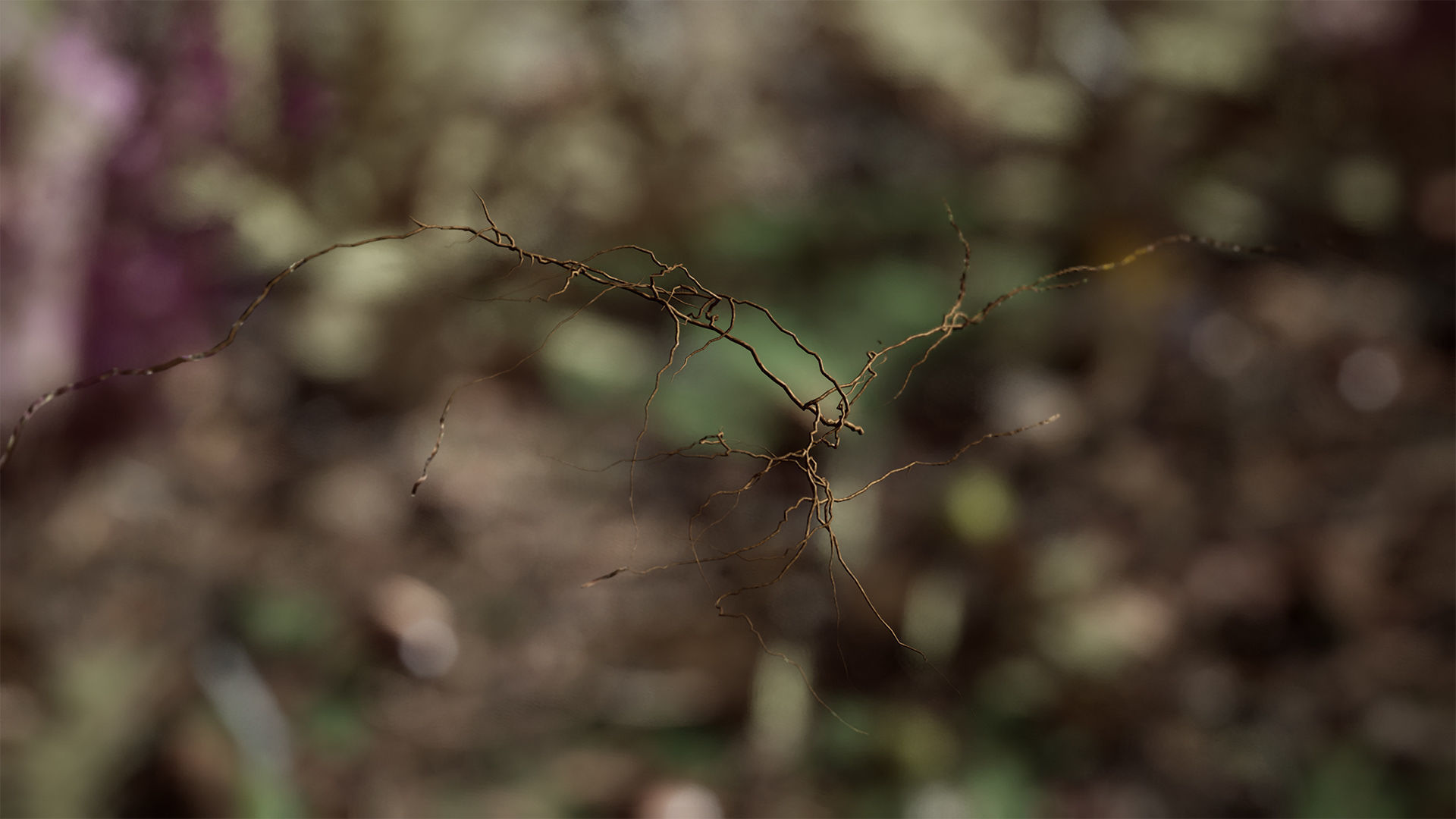 Ground Plants 21 Assets Low-poly 3D model_5