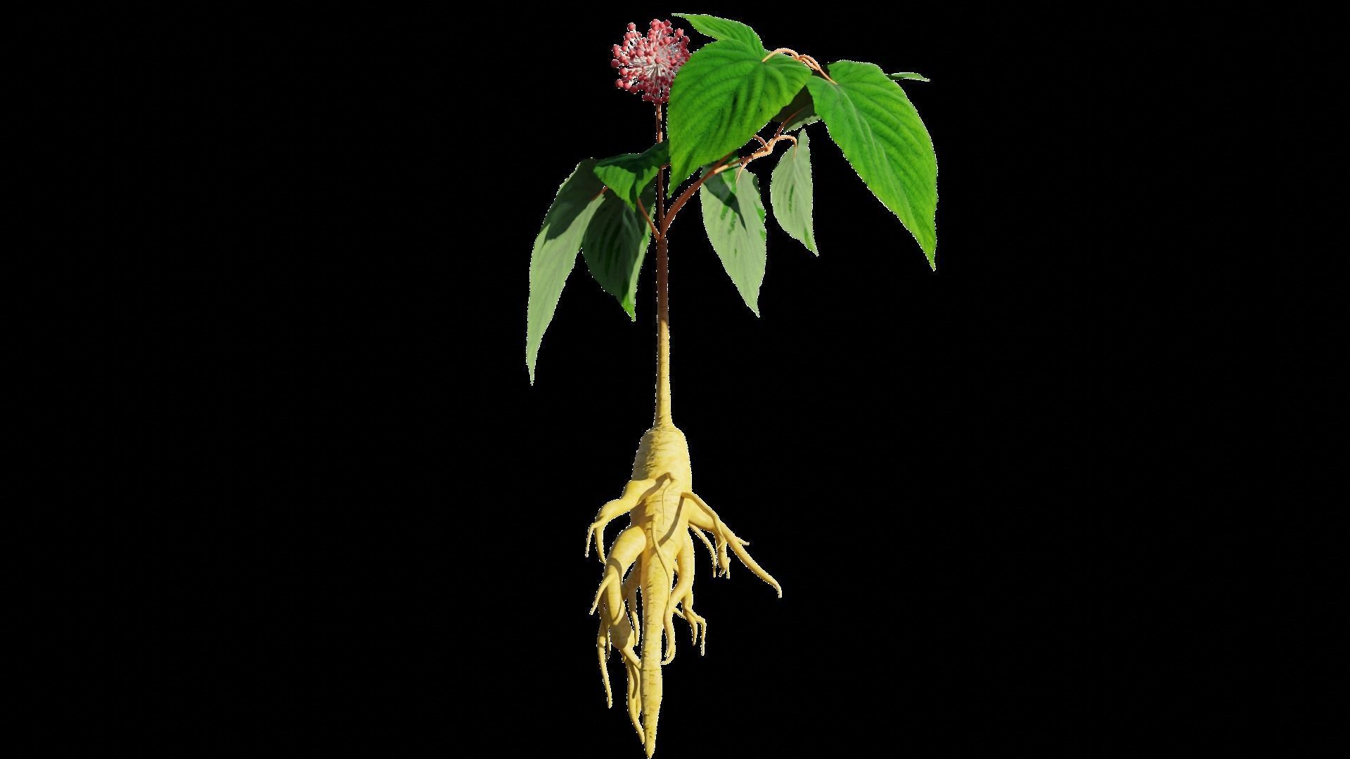 Ginseng 3D model_4
