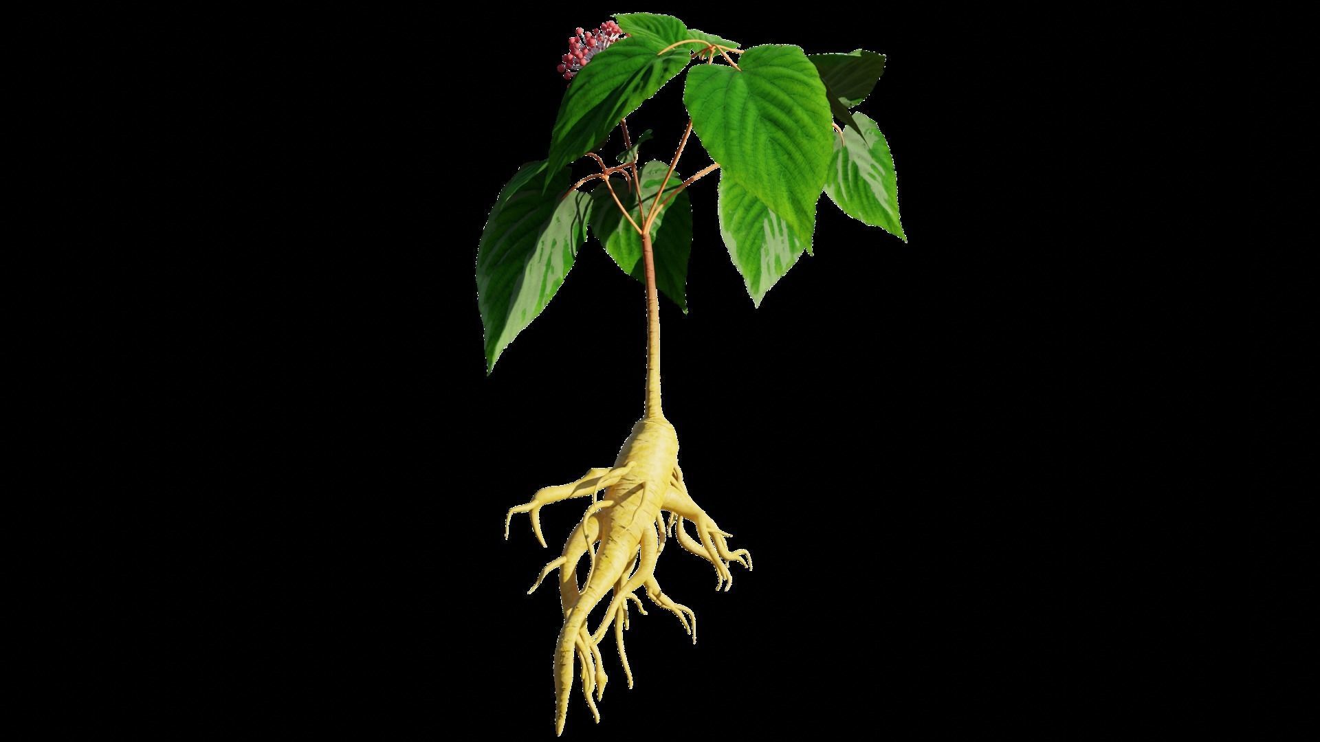 Ginseng 3D model_2