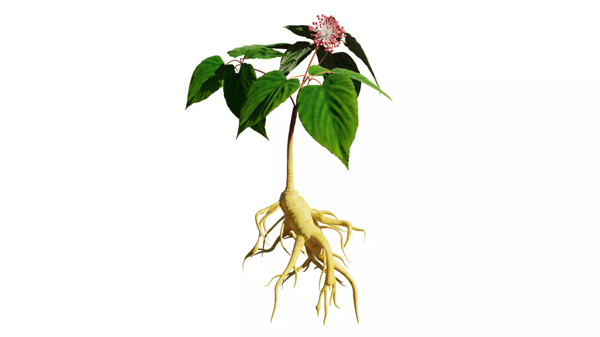 Ginseng 3D model_0