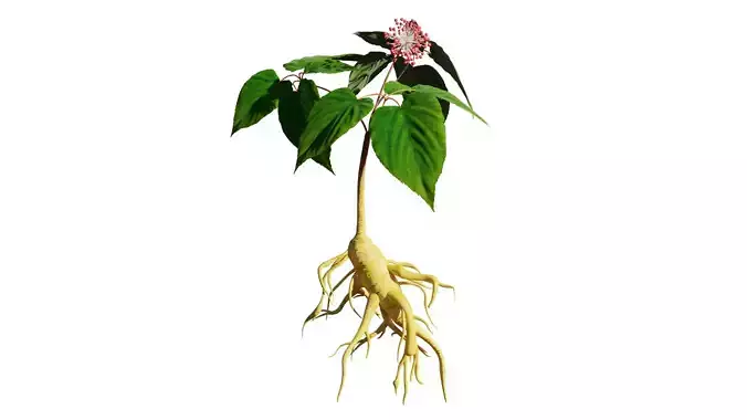 Ginseng