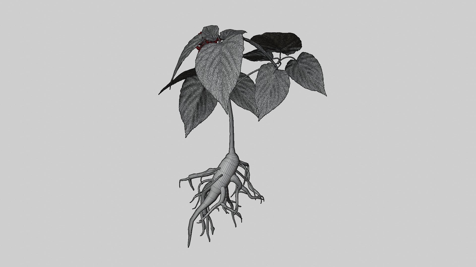 Ginseng 3D model_7
