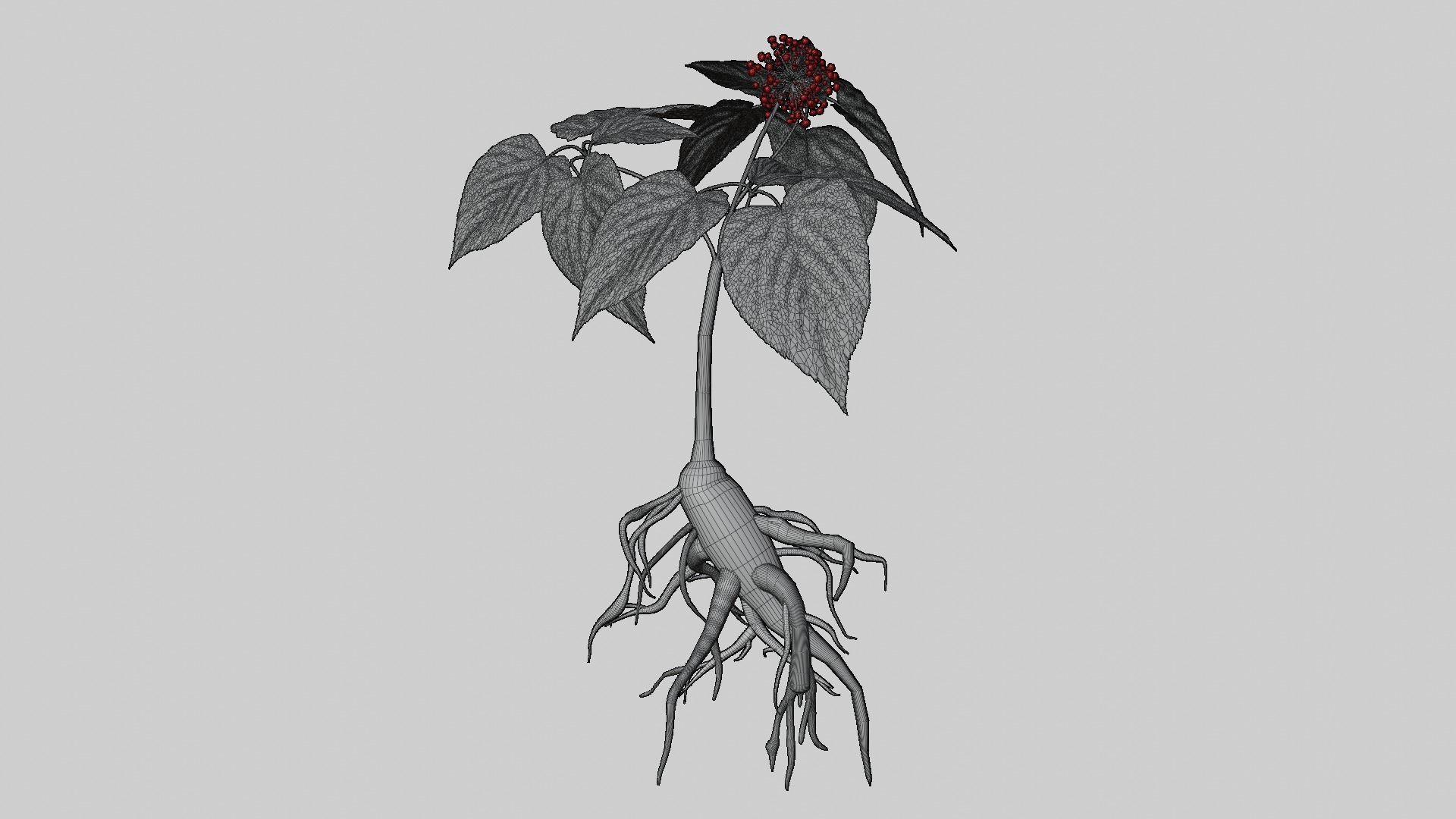 Ginseng 3D model_5