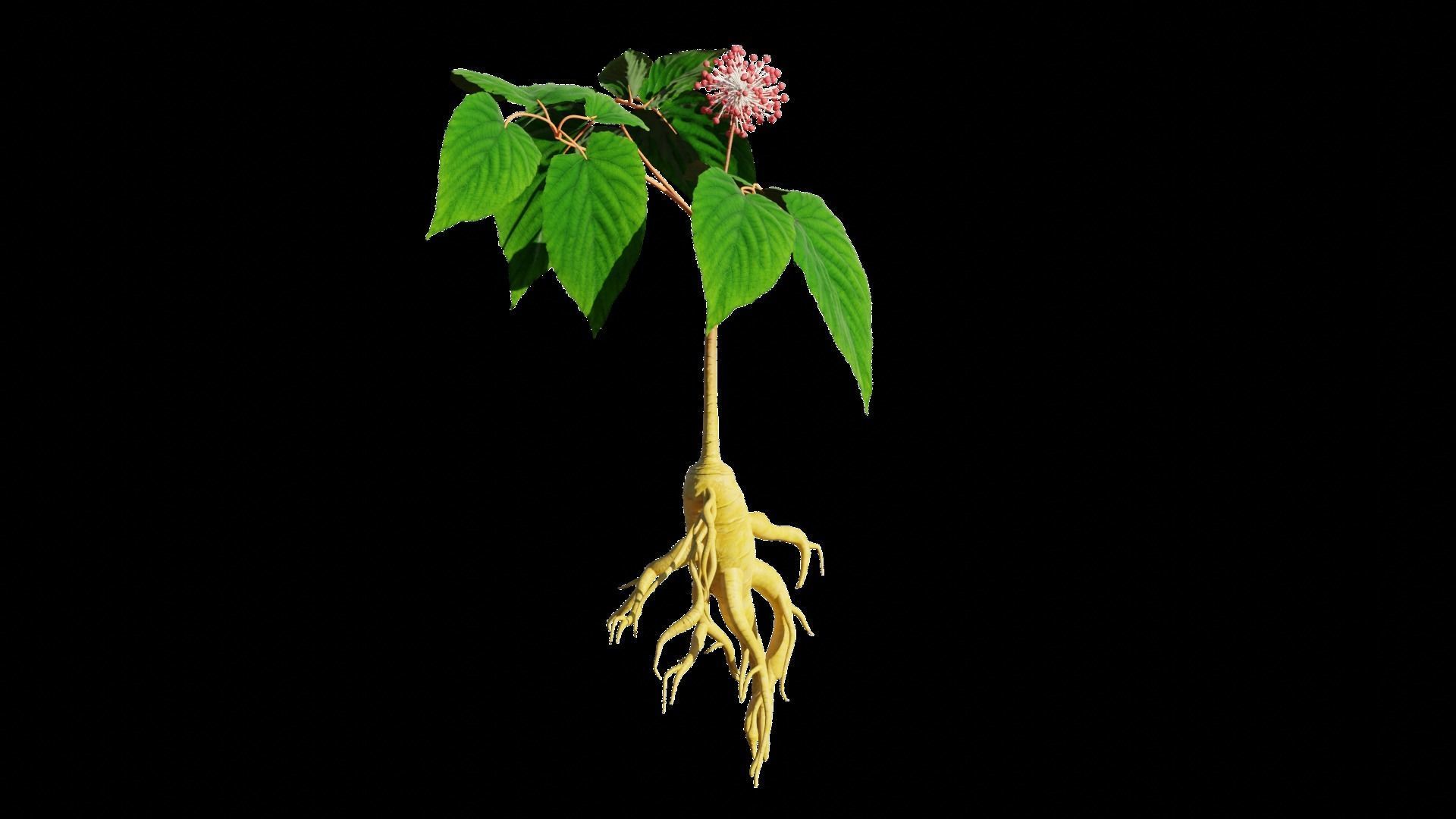 Ginseng 3D model_1