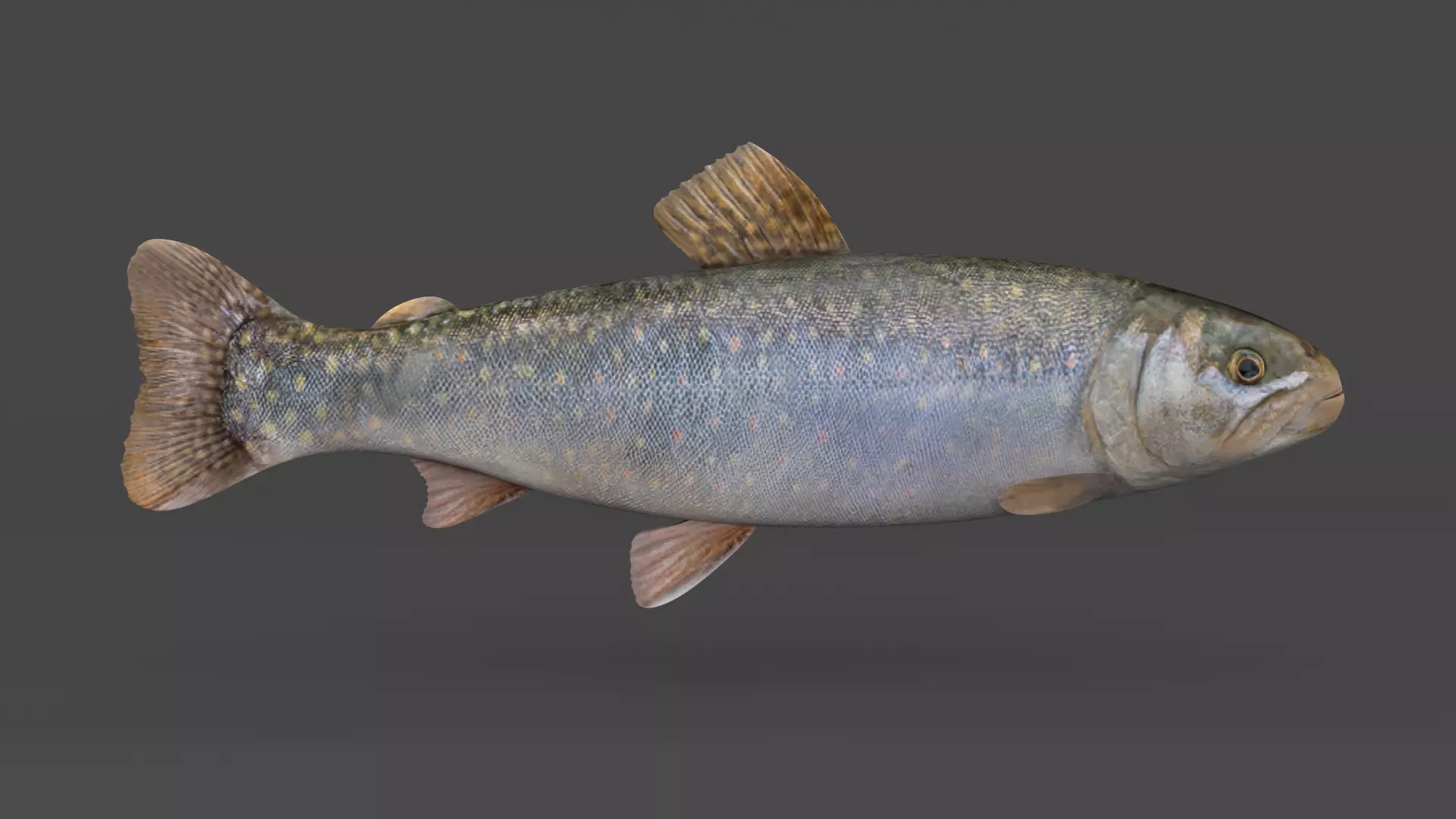 Char Fish 3D model_0