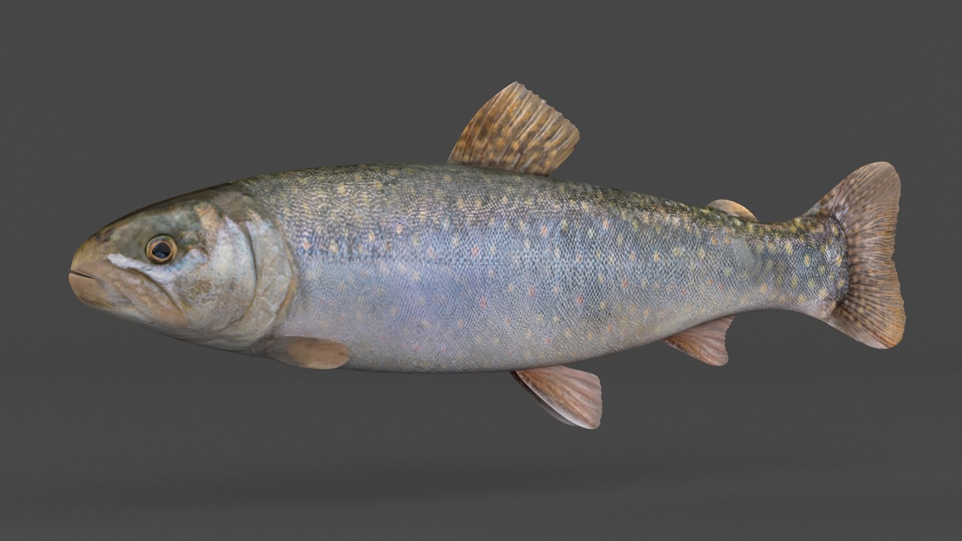 Char Fish 3D model_2