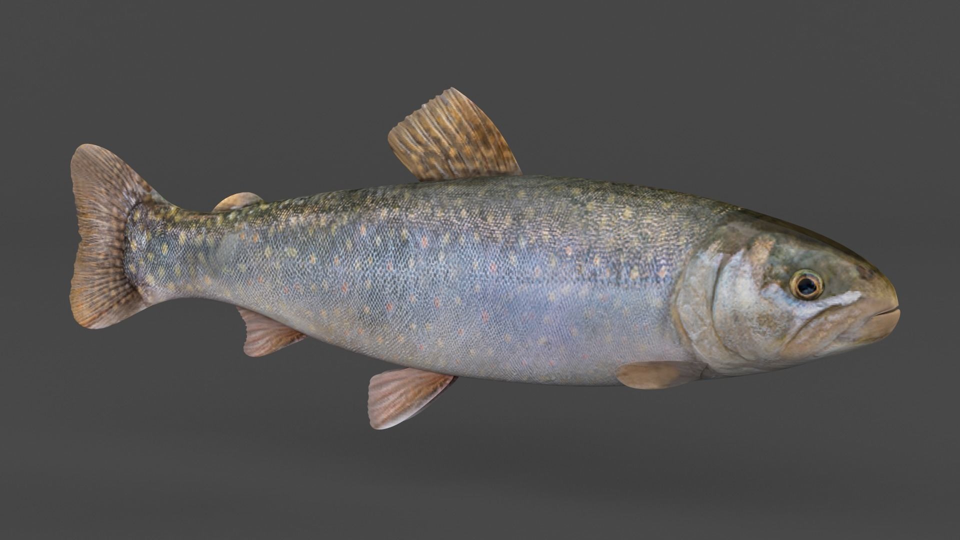 Char Fish 3D model_1