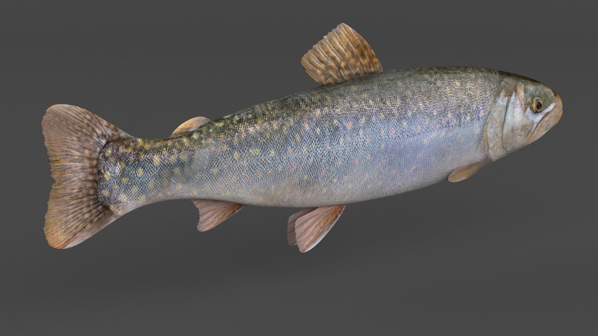 Char Fish 3D model_4