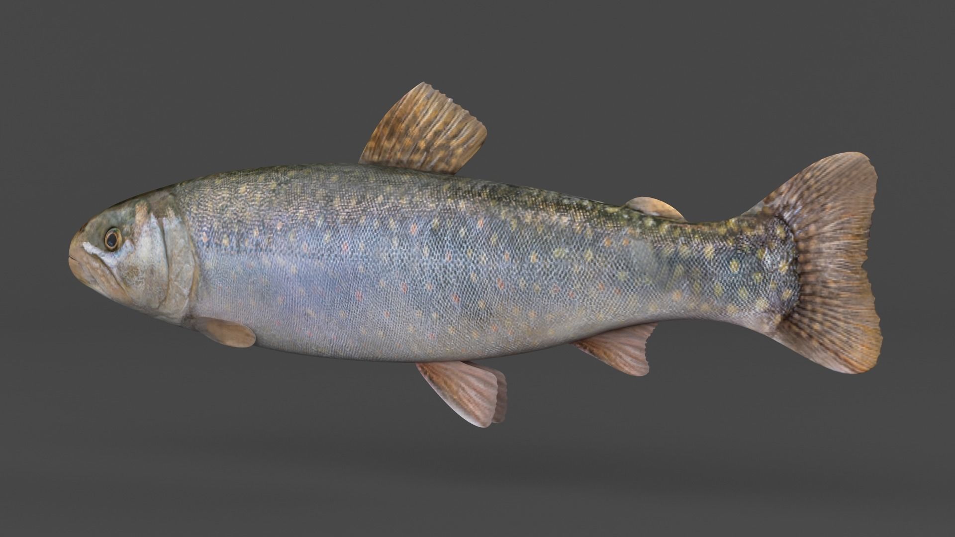 Char Fish 3D model_3