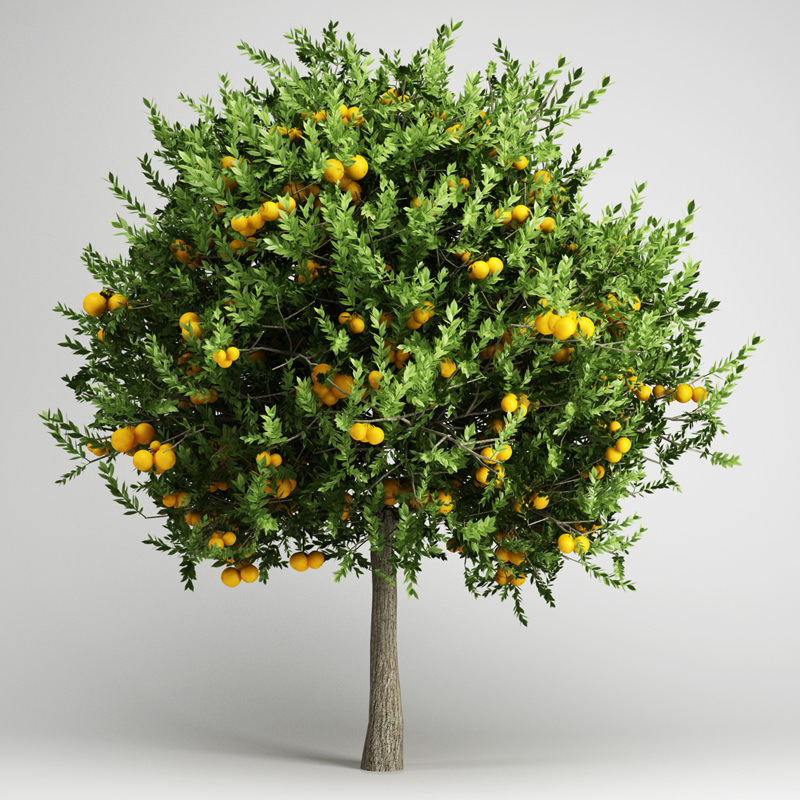 Orange Tree 3D model | CGTrader