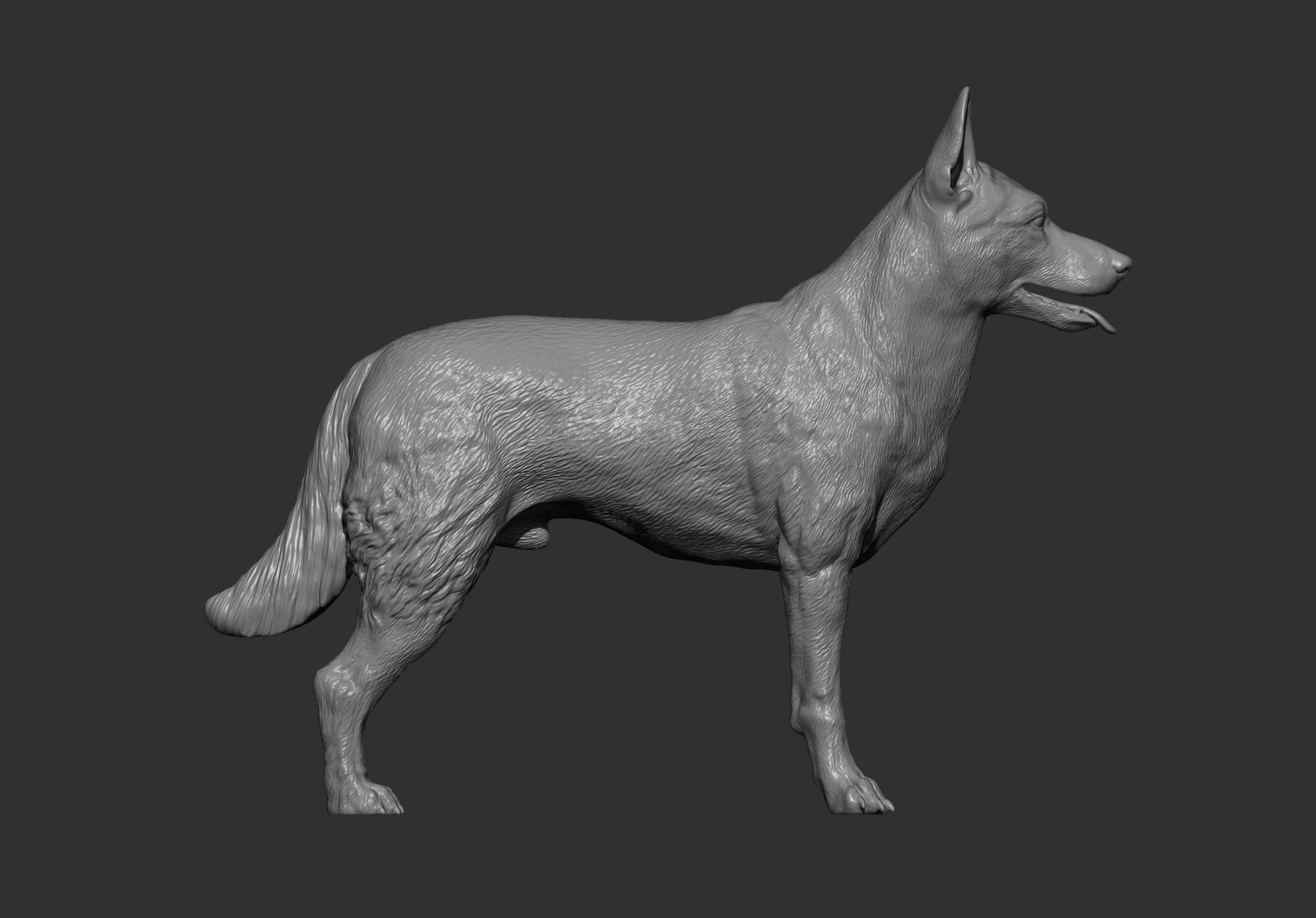 Belgian Malinois 3D print model_7