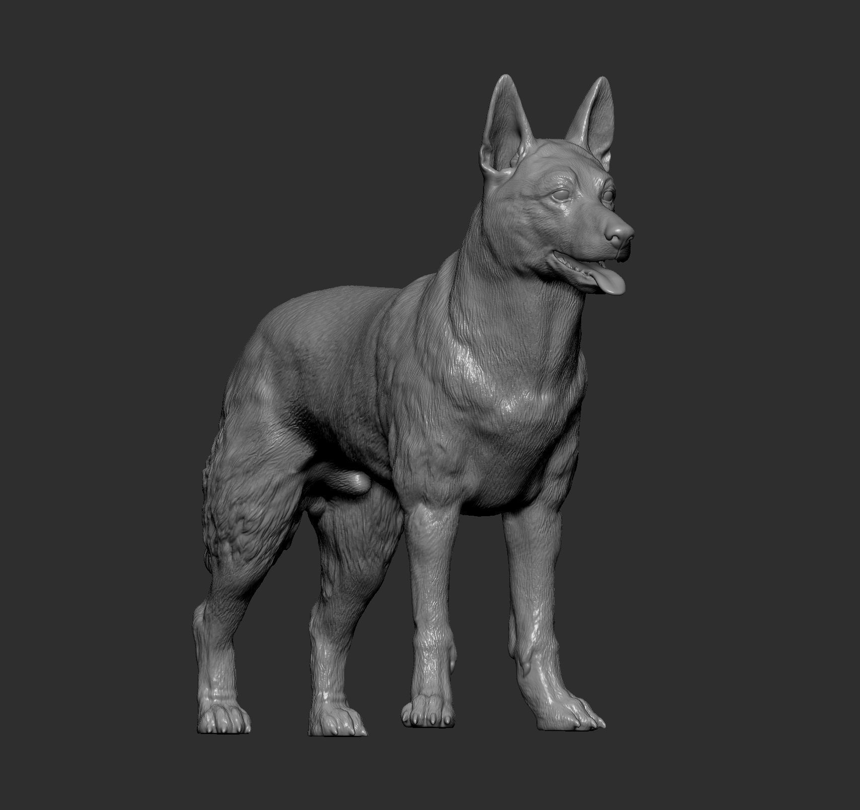 Belgian Malinois 3D print model_9