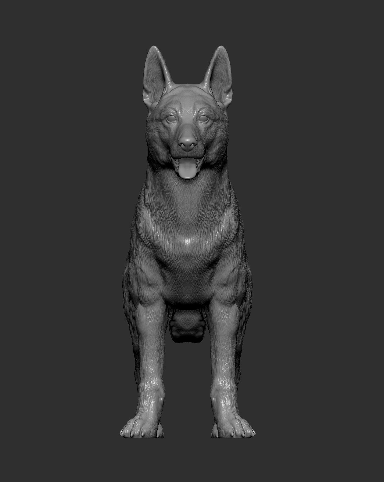 Belgian Malinois 3D print model_10