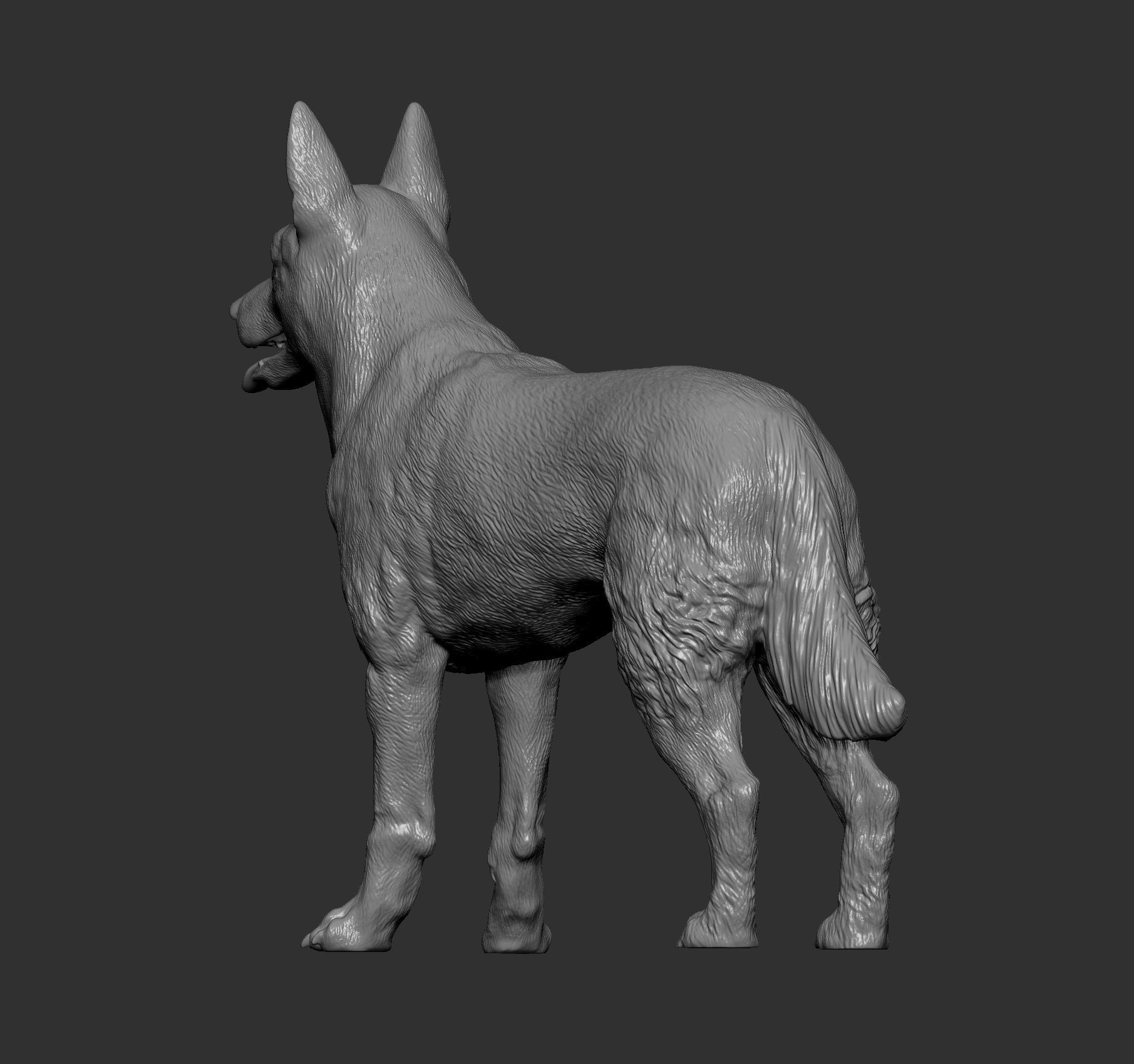 Belgian Malinois 3D print model_6