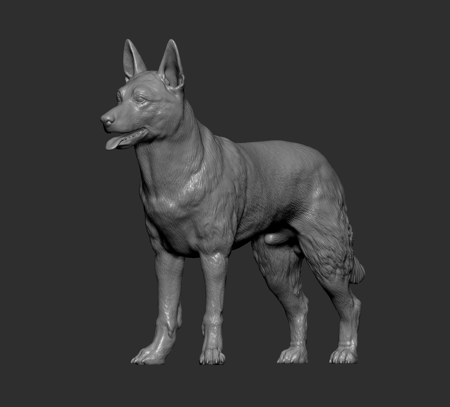 Belgian Malinois 3D print model_8