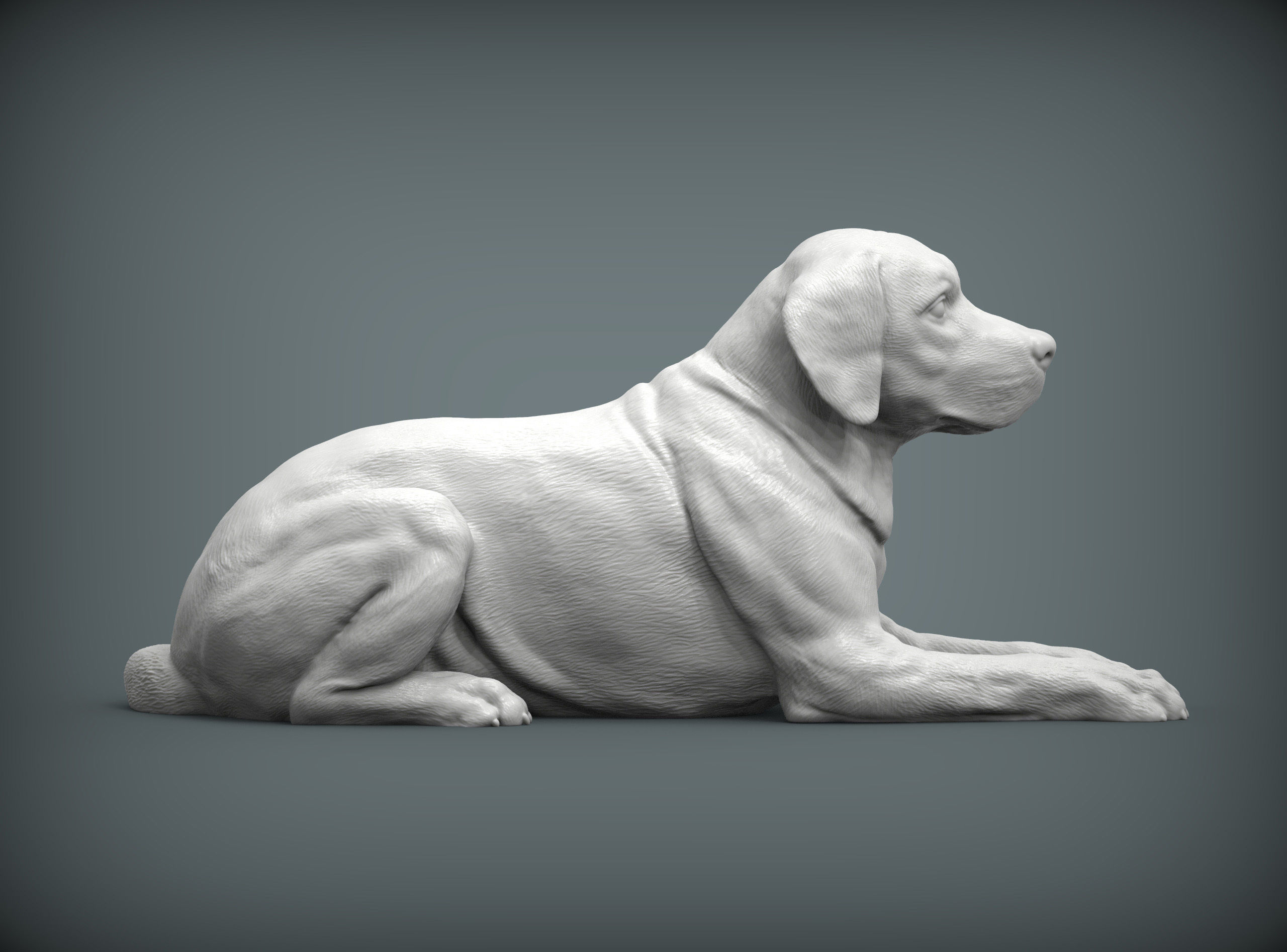 Labrador lies 3D print model_9