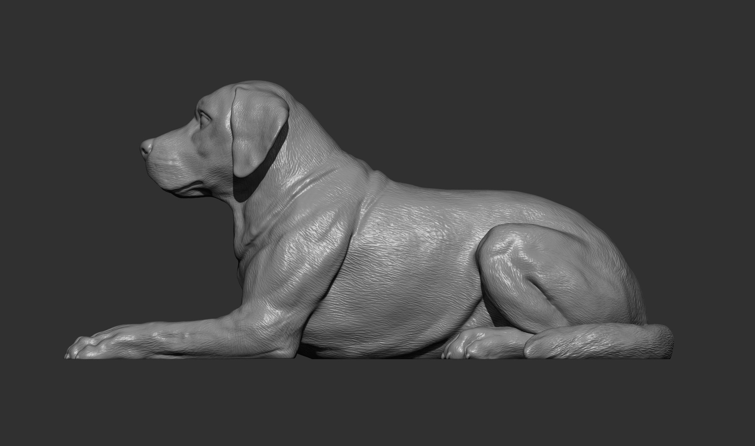 Labrador lies 3D print model_12