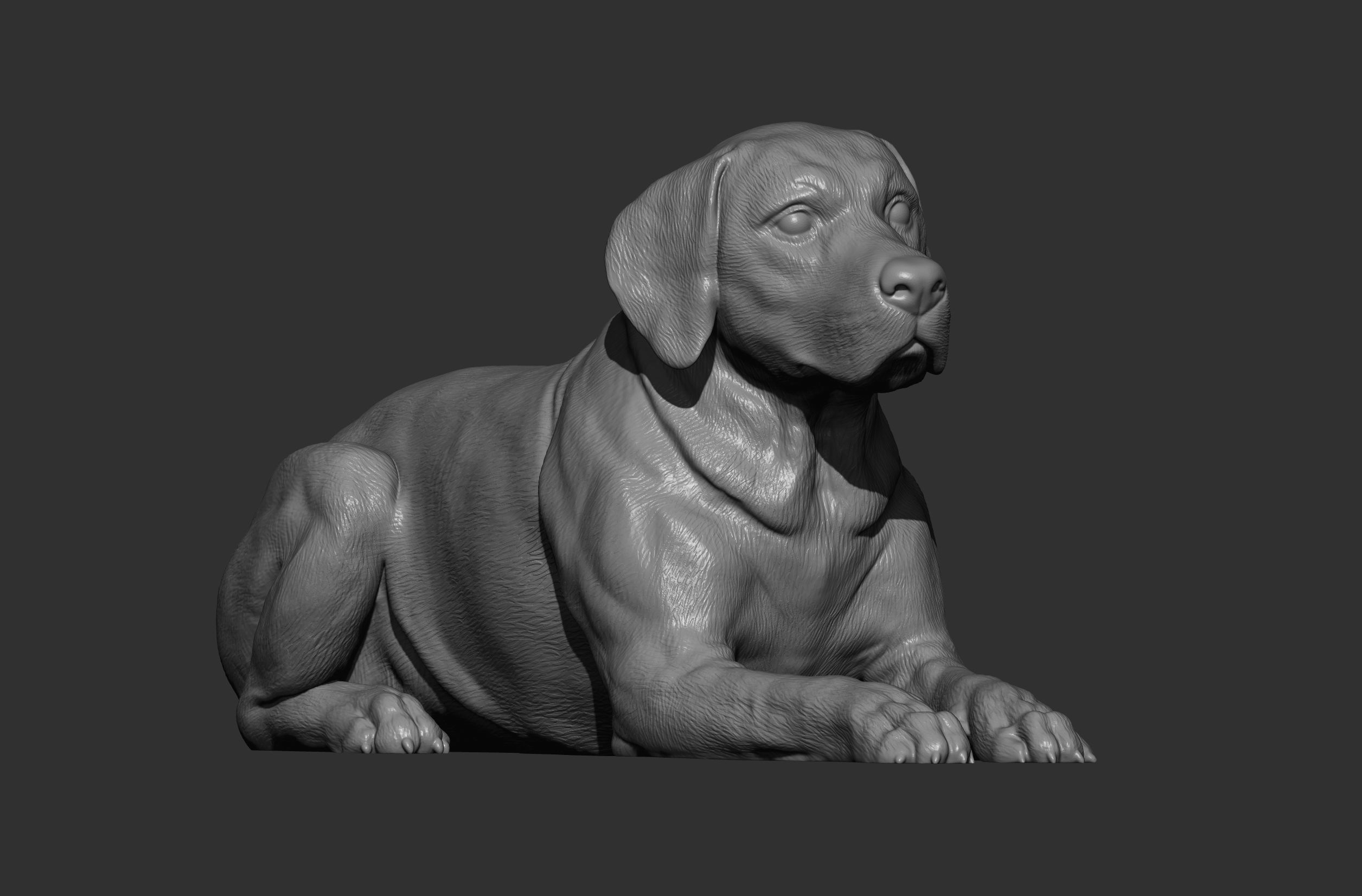 Labrador lies 3D print model_13