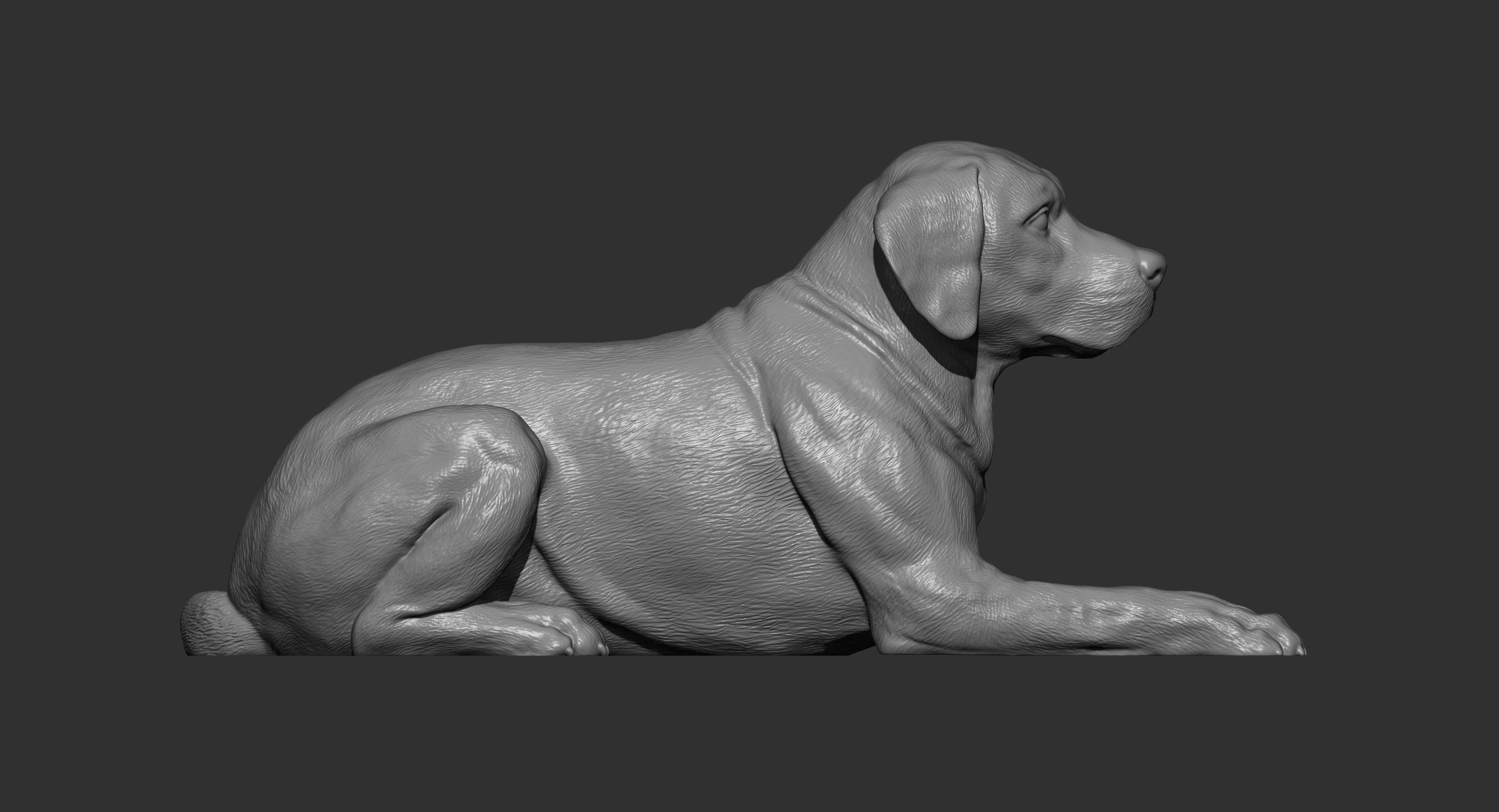 Labrador lies 3D print model_3