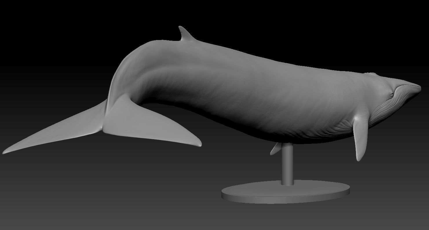 Realistic Whale 3D print model_6
