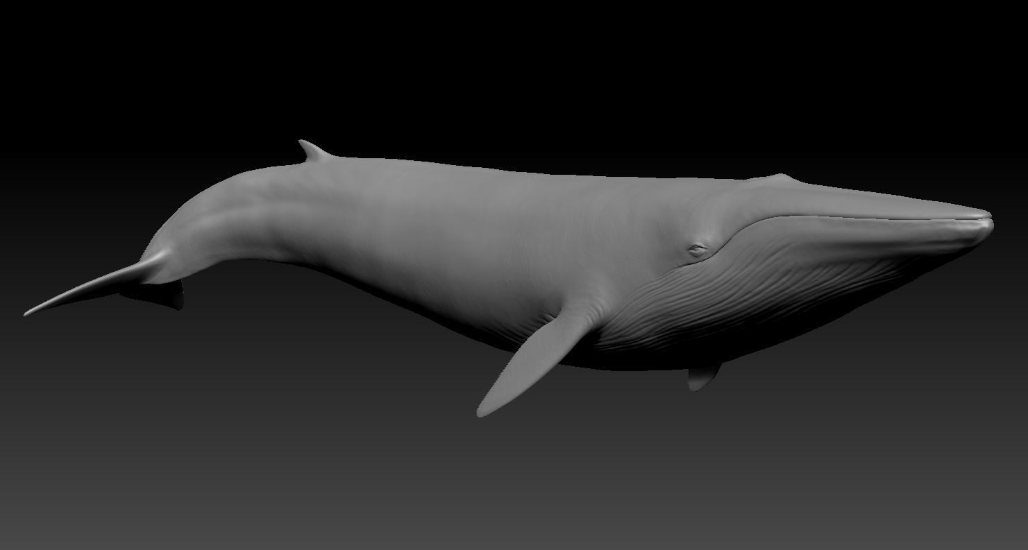 Realistic Whale 3D print model_3