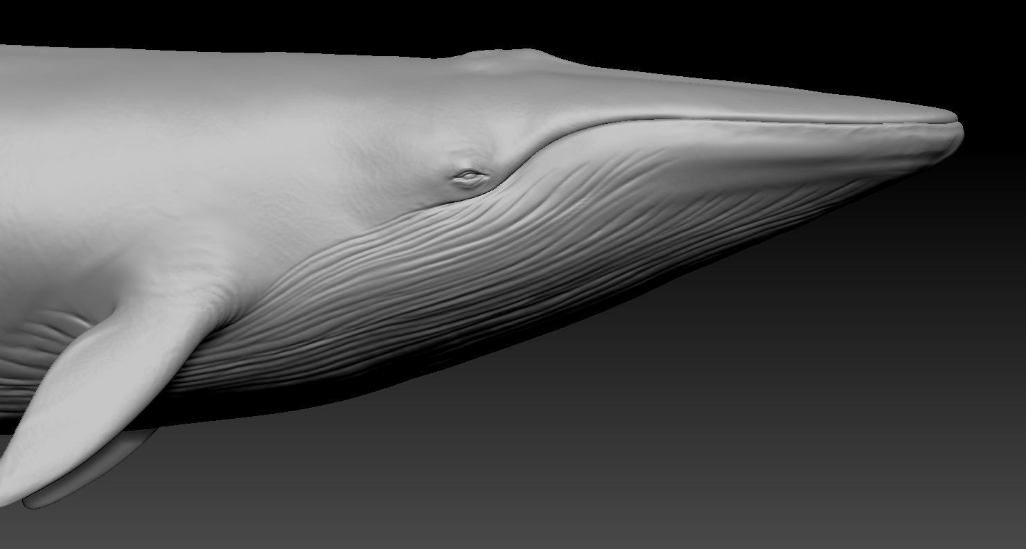 Realistic Whale 3D print model_4