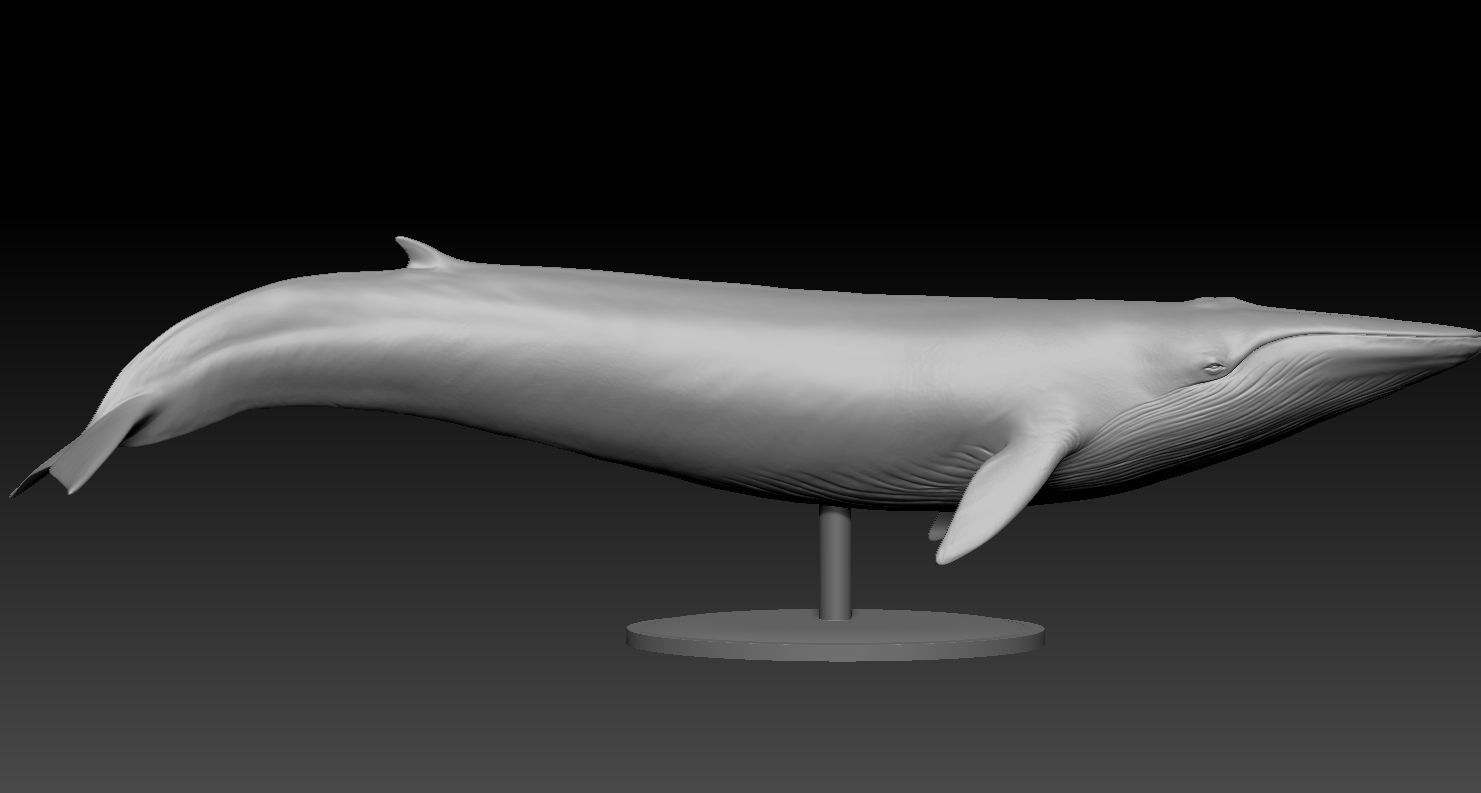 Realistic Whale 3D print model_5