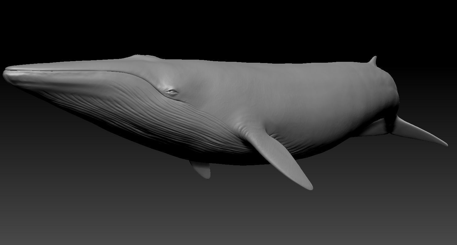 Realistic Whale 3D print model_8