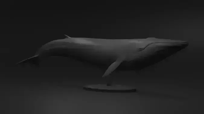 Realistic Whale 3D print model