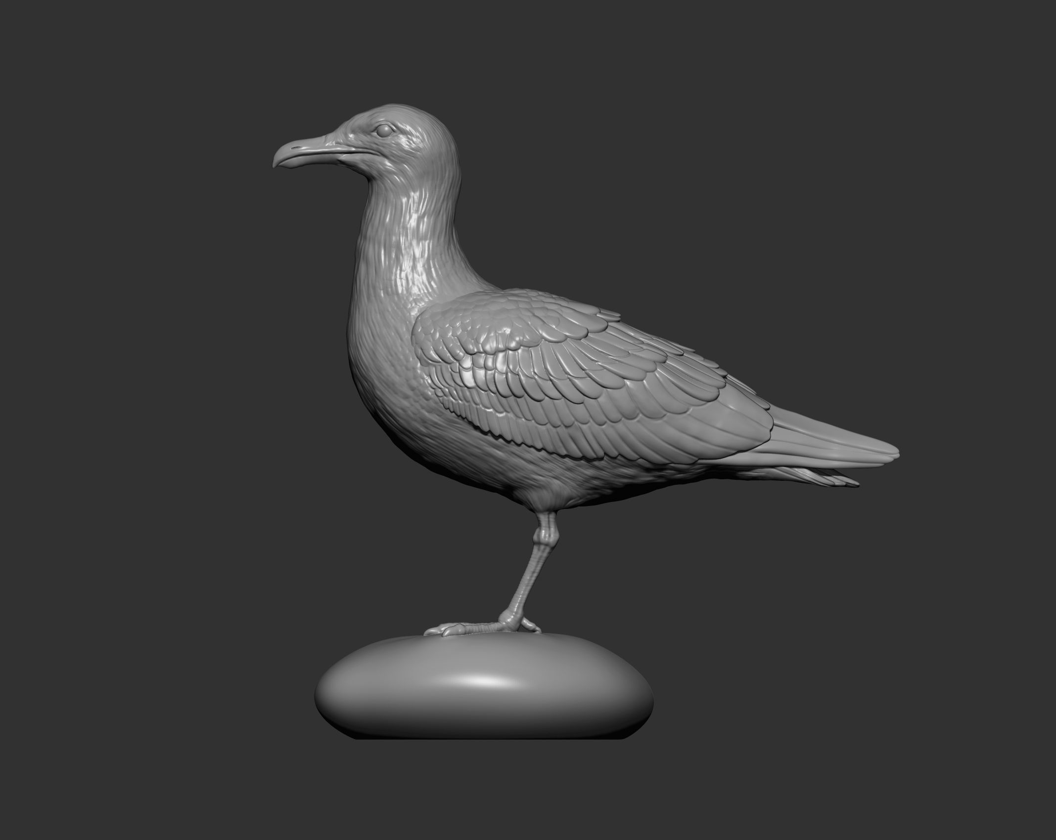 Herring gull 3D print model_5
