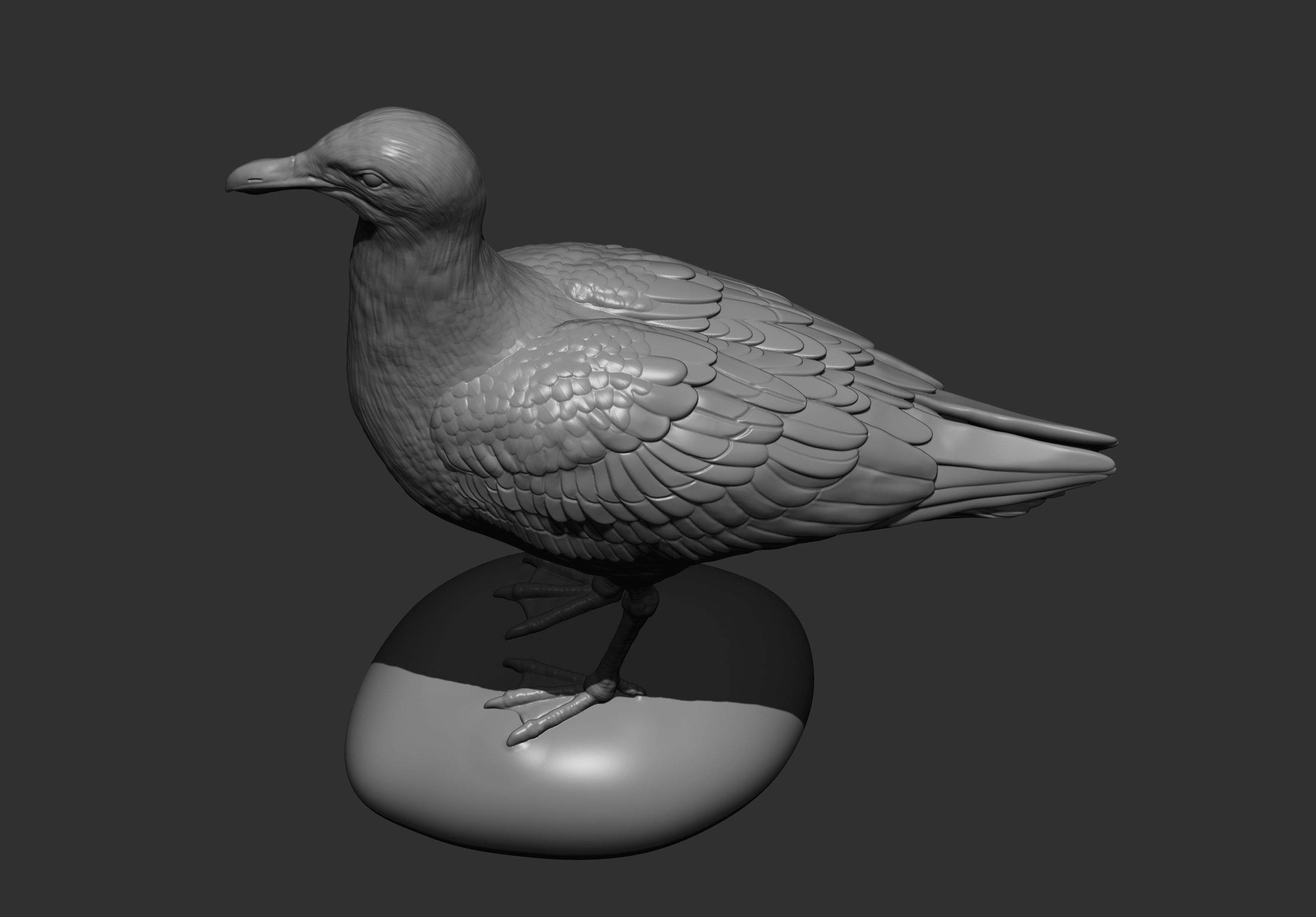 Herring gull 3D print model_6