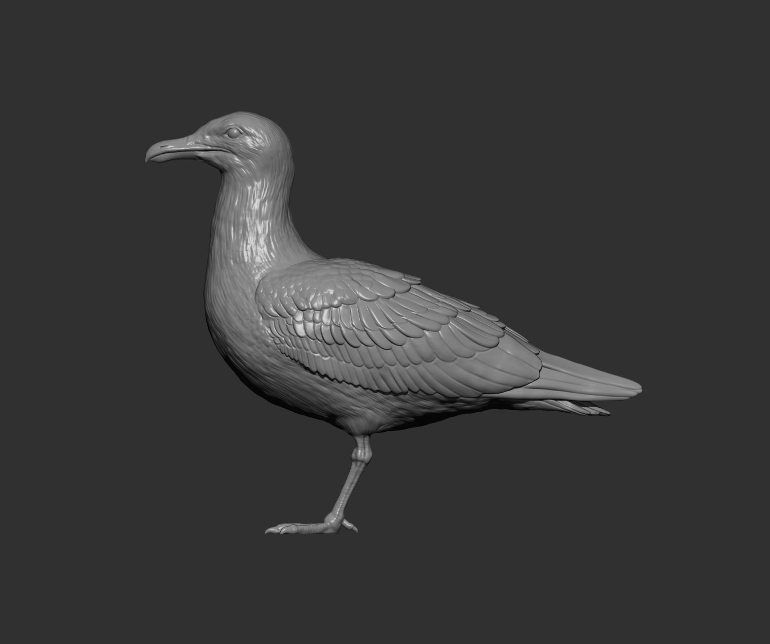 Herring gull 3D print model_10