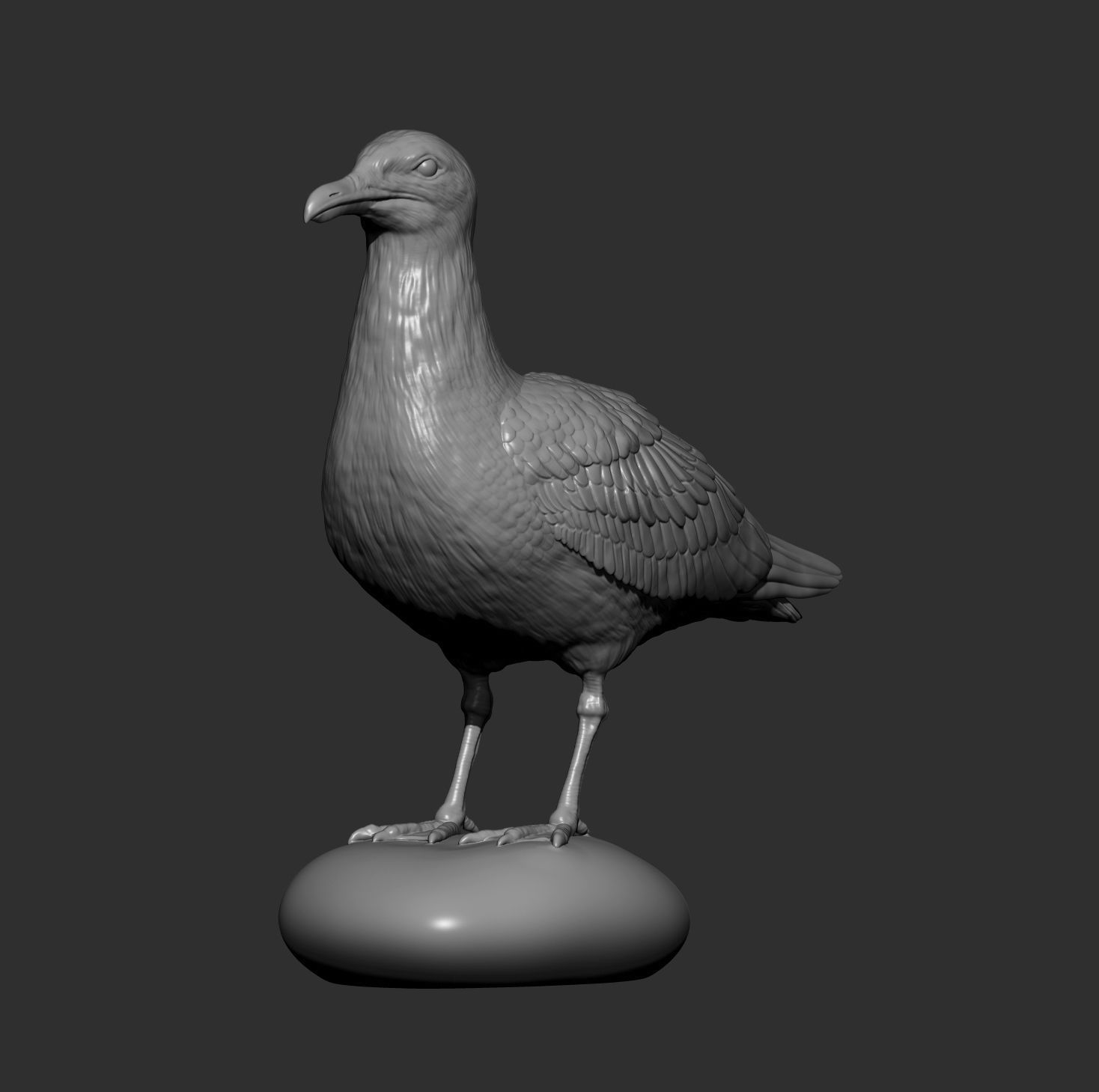 Herring gull 3D print model_4