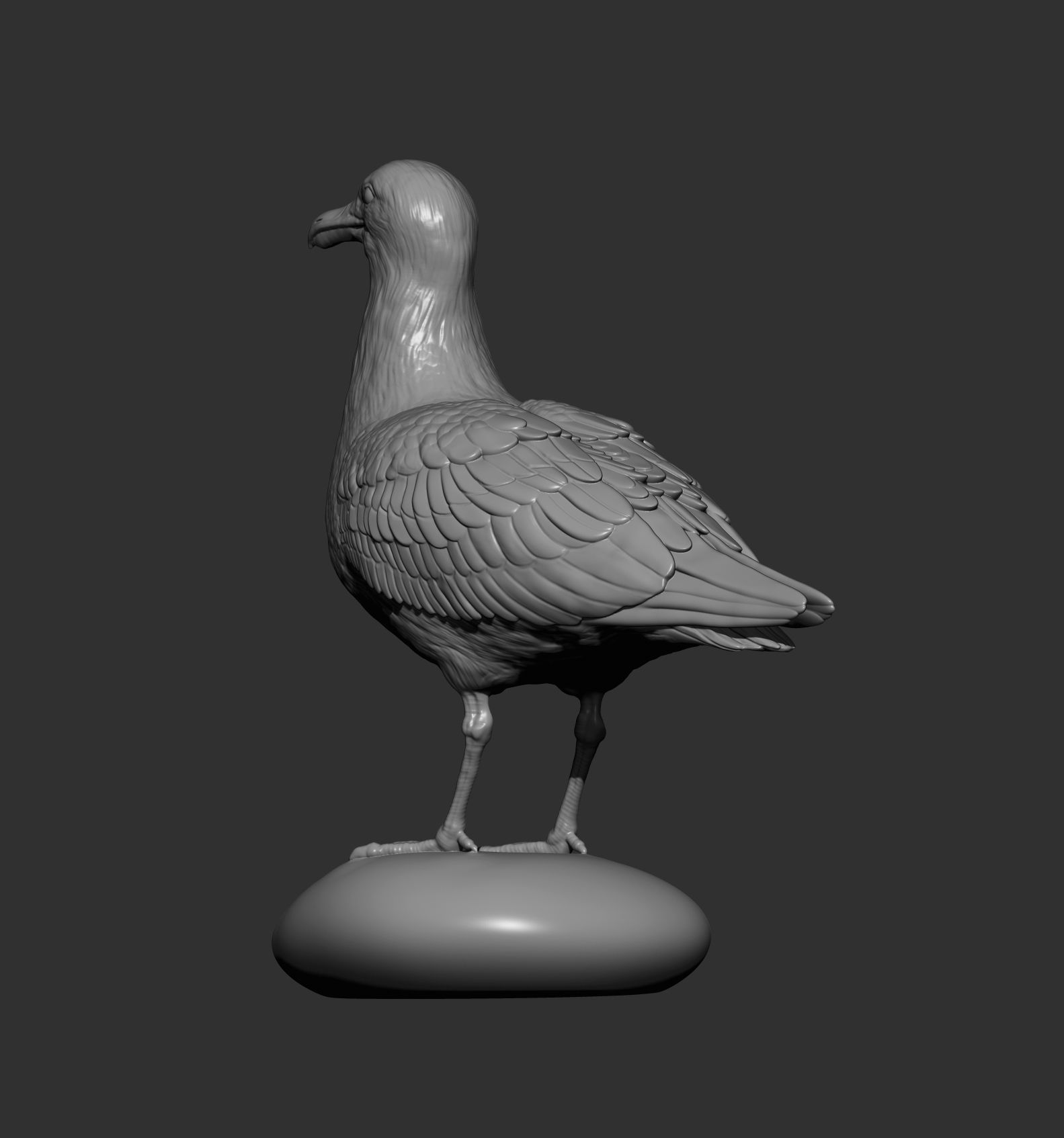 Herring gull 3D print model_7