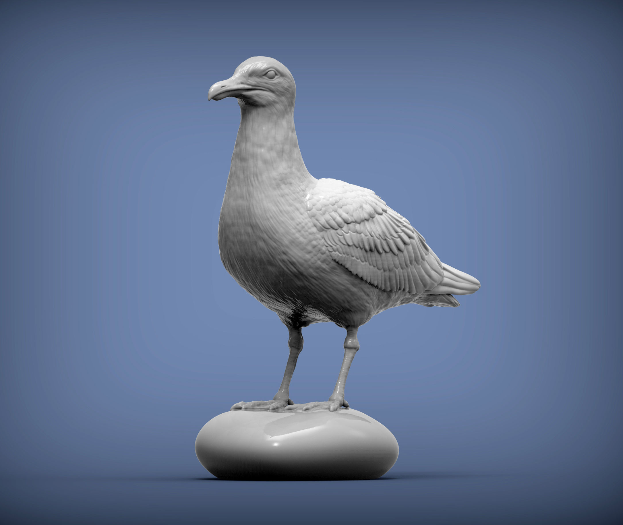 Herring gull 3D print model_1