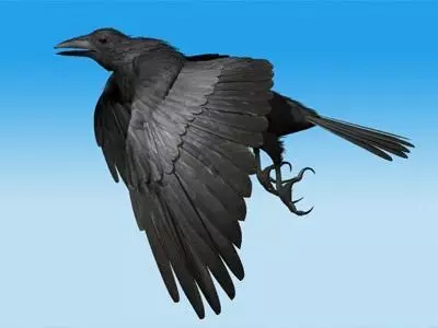 CROW - Fully Rigged For Max 3D model_0