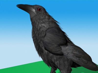 CROW - Fully Rigged For Max 3D model_6