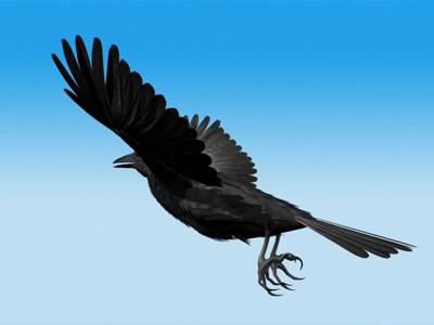 CROW - Fully Rigged For Max 3D model_11