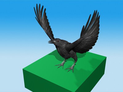 CROW - Fully Rigged For Max 3D model_7