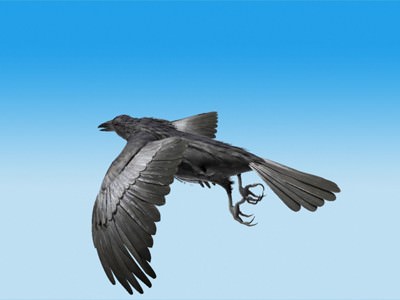 CROW - Fully Rigged For Max 3D model_13