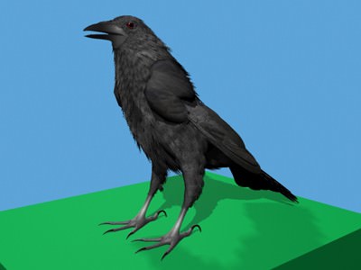 CROW - Fully Rigged For Max 3D model_4