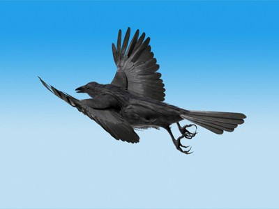 CROW - Fully Rigged For Max 3D model_12