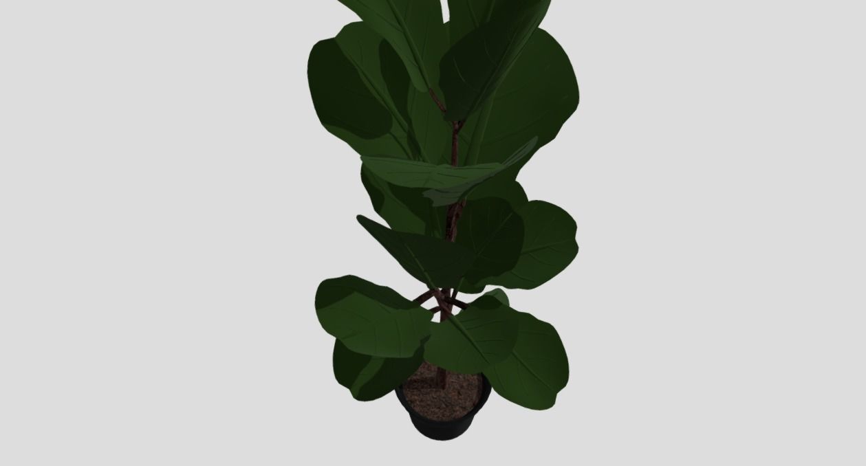 indoor plant 8 Low-poly 3D model_1