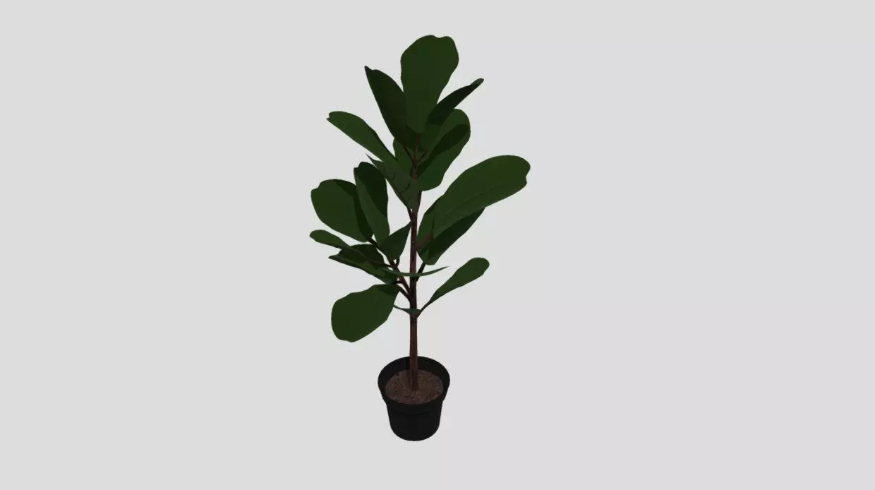 indoor plant 8 Low-poly 3D model_0