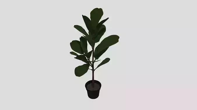 indoor plant 8 Low-poly 3D model
