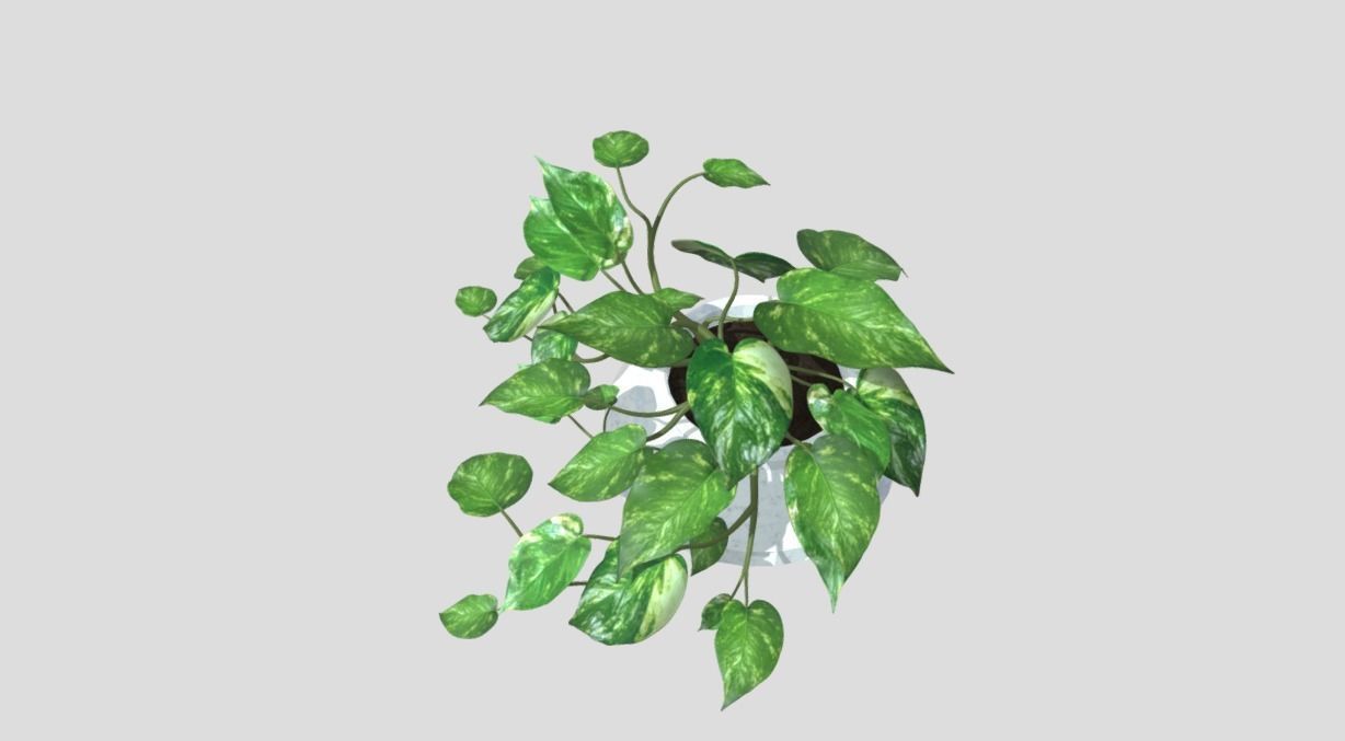 Lush Indoor Decorative Plant 3D model_1