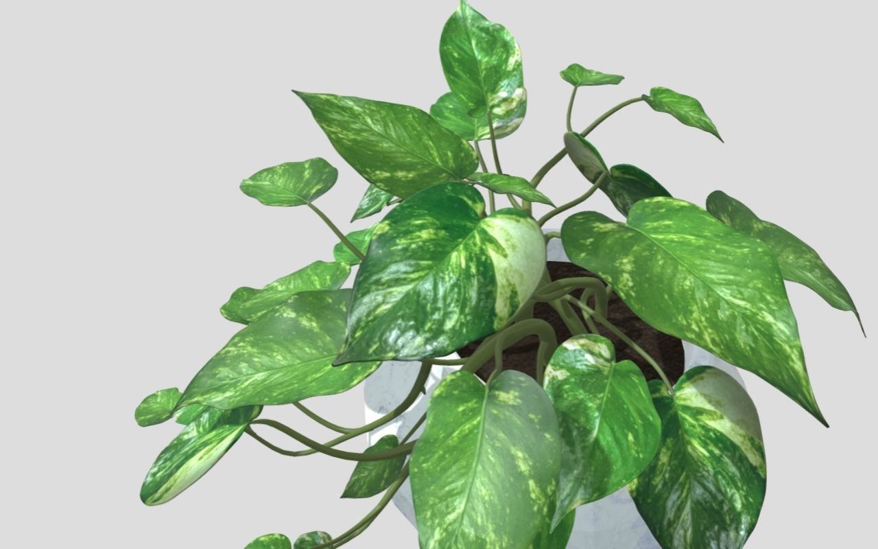 Lush Indoor Decorative Plant 3D model_2