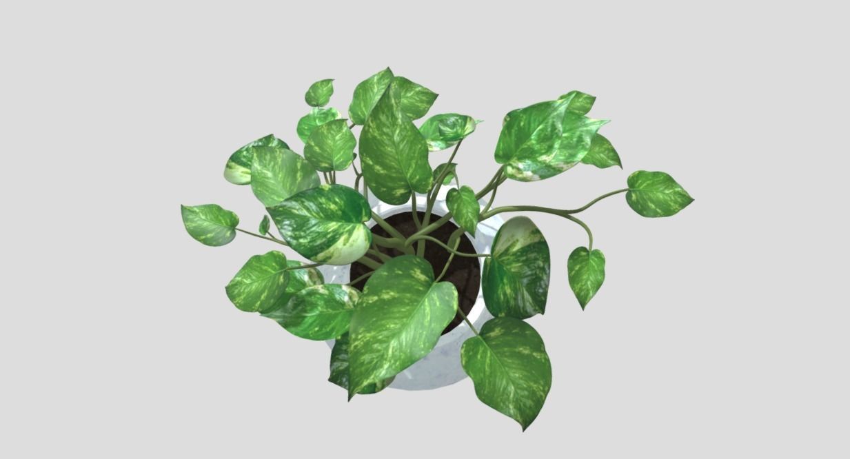Lush Indoor Decorative Plant 3D model_4